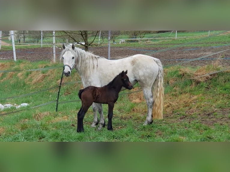 Connemara Gelding 6 years 14,1 hh Gray-Dapple in Lisberg