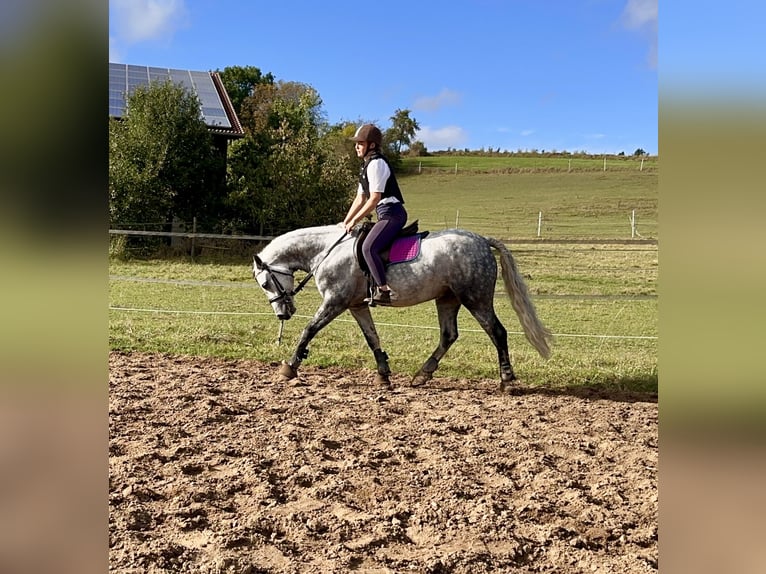 Connemara Gelding 6 years 14,1 hh Gray-Dapple in Lisberg