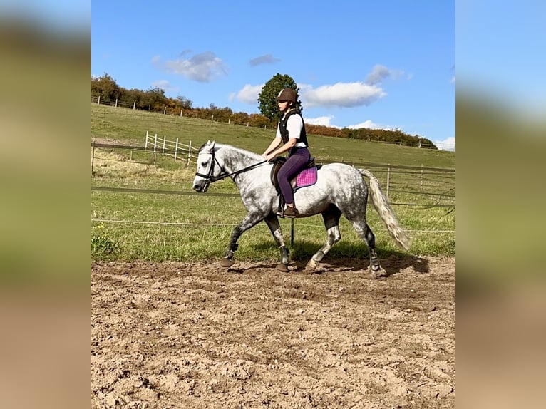 Connemara Gelding 6 years 14,1 hh Gray-Dapple in Lisberg