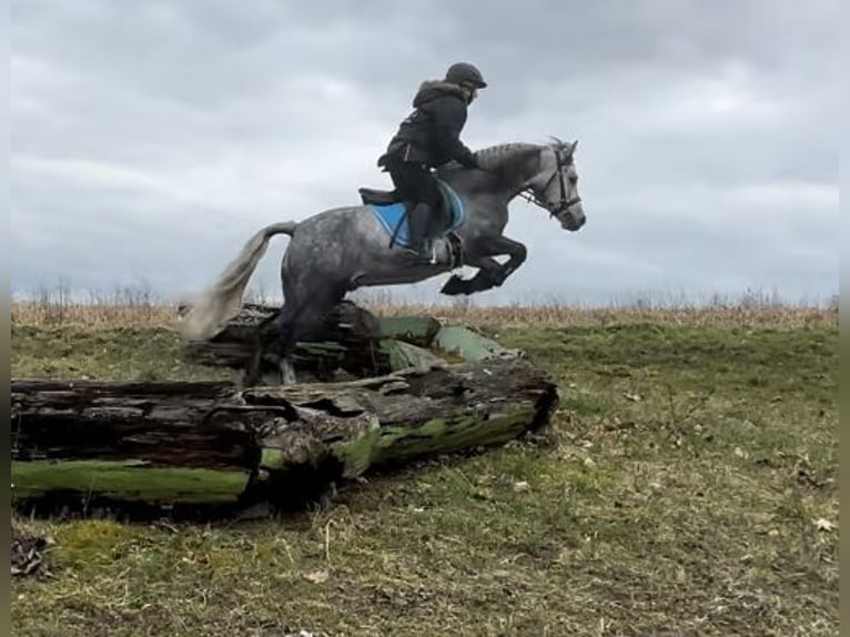 Connemara Gelding 6 years 14,1 hh Gray-Dapple in Lisberg