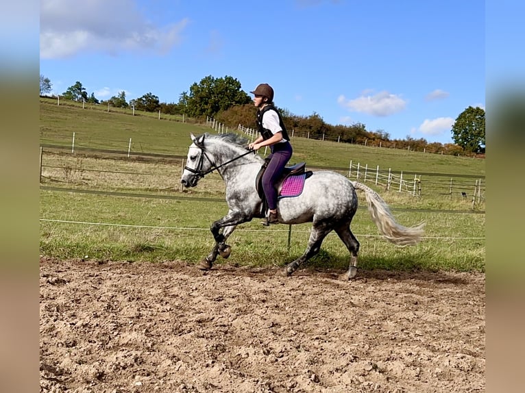 Connemara Gelding 6 years 14,1 hh Gray-Dapple in Lisberg