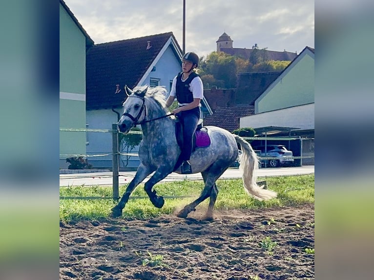 Connemara Gelding 6 years 14,1 hh Gray-Dapple in Lisberg