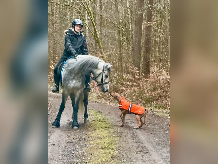 Connemara Gelding 6 years 14,1 hh Gray-Dapple in Lisberg