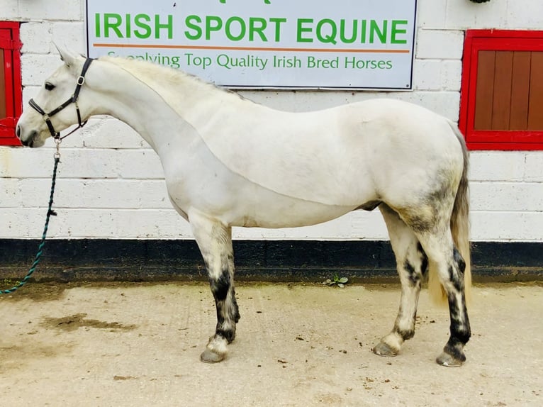 Connemara Gelding 6 years 14,1 hh Gray in Mountrath