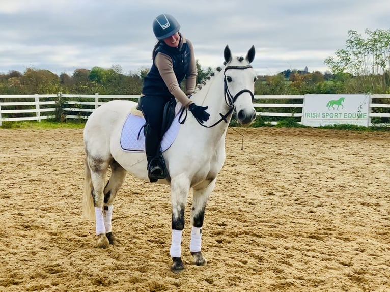 Connemara Gelding 6 years 14,1 hh Gray in Mountrath