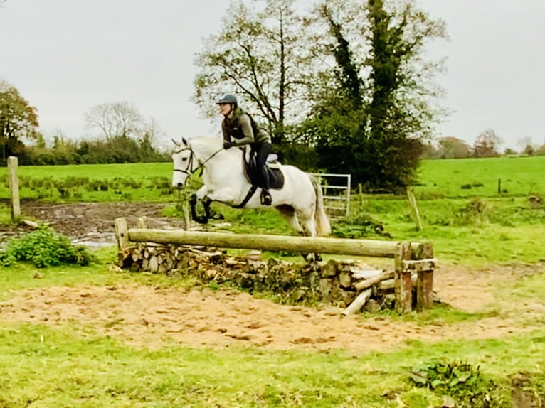 Connemara Gelding 6 years 14,1 hh Gray in Mountrath