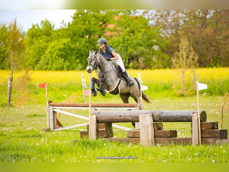 Connemara Gelding 6 years 14.1 hh Grey in Šumperk