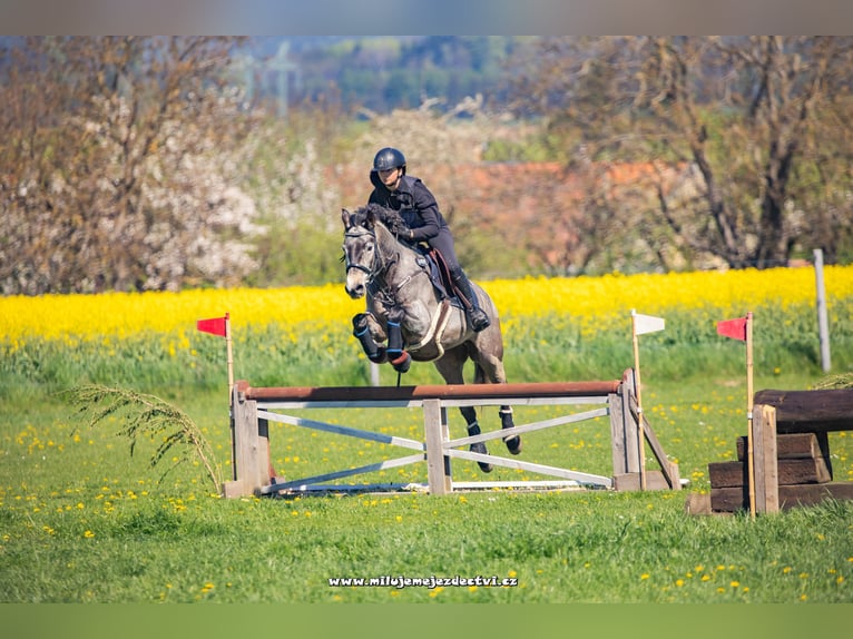 Connemara Gelding 6 years 14.1 hh Grey in Šumperk