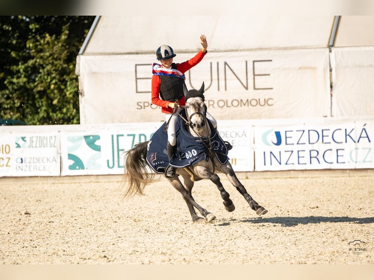 Connemara Gelding 6 years 14.1 hh Grey in Šumperk