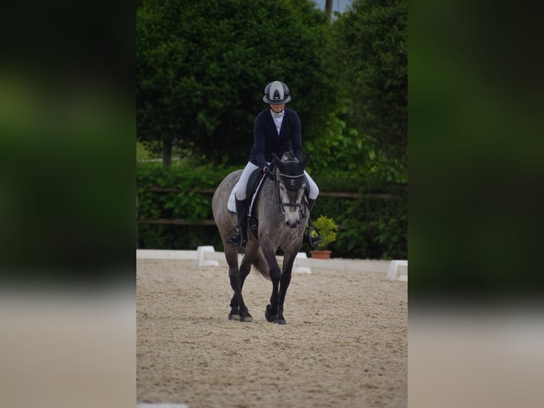 Connemara Gelding 6 years 14.1 hh Grey in Šumperk