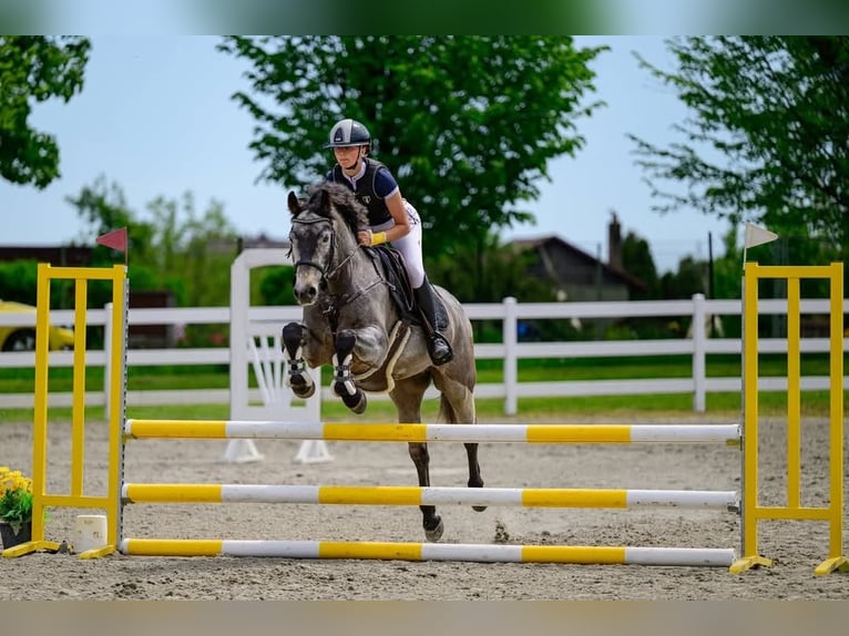 Connemara Gelding 6 years 14.1 hh Grey in Šumperk