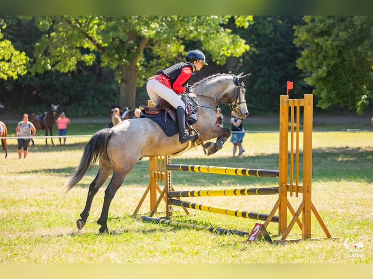Connemara Gelding 6 years 14.1 hh Grey in Šumperk