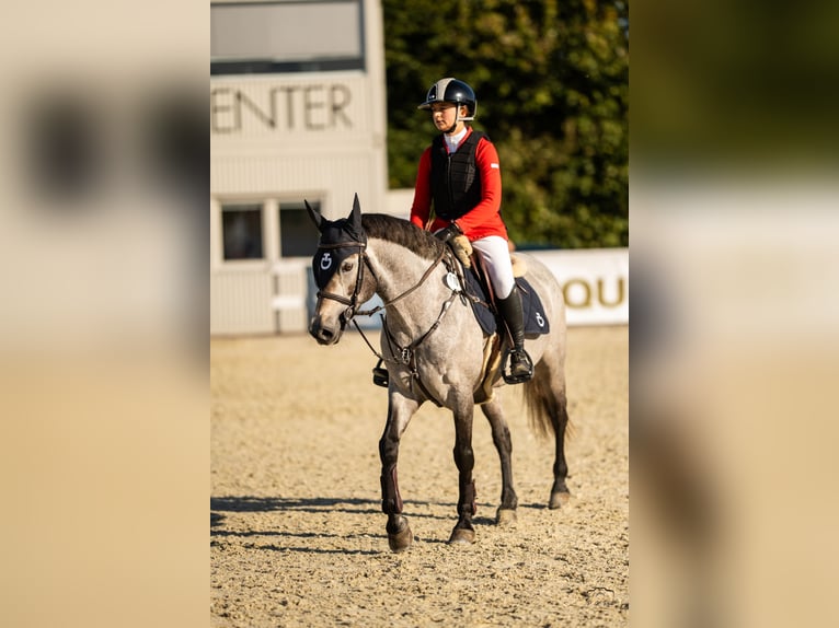 Connemara Gelding 6 years 14.1 hh Grey in Šumperk