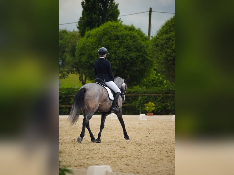 Connemara Gelding 6 years 14.1 hh Grey in Šumperk