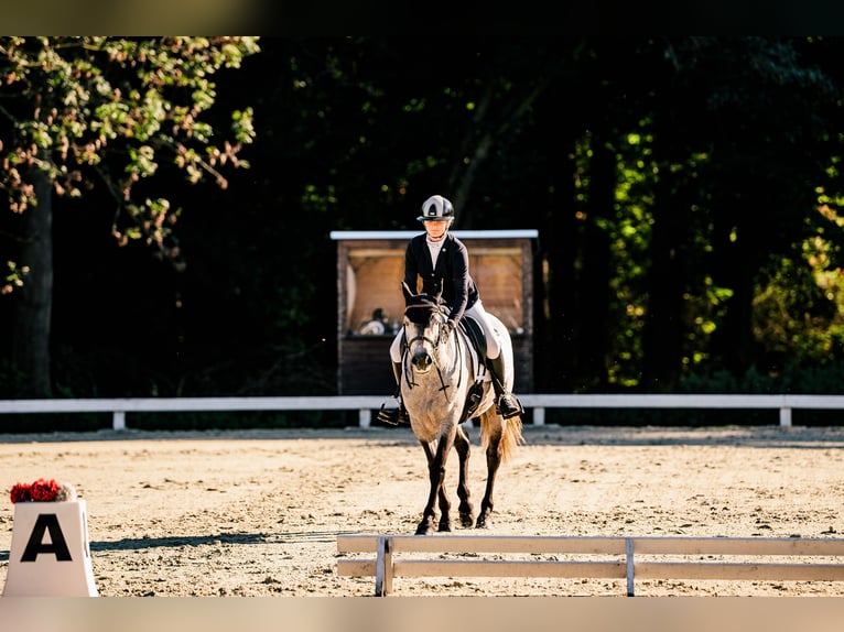 Connemara Gelding 6 years 14.1 hh Grey in Šumperk