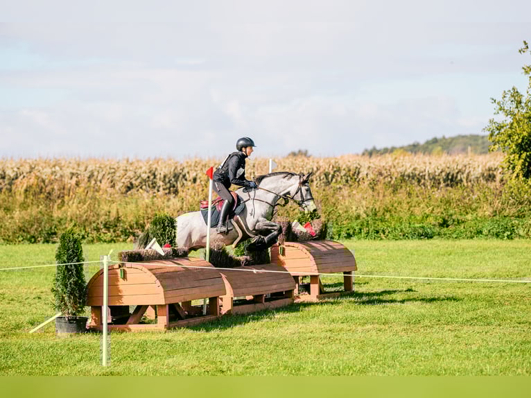 Connemara Gelding 6 years 14.1 hh Grey in Šumperk