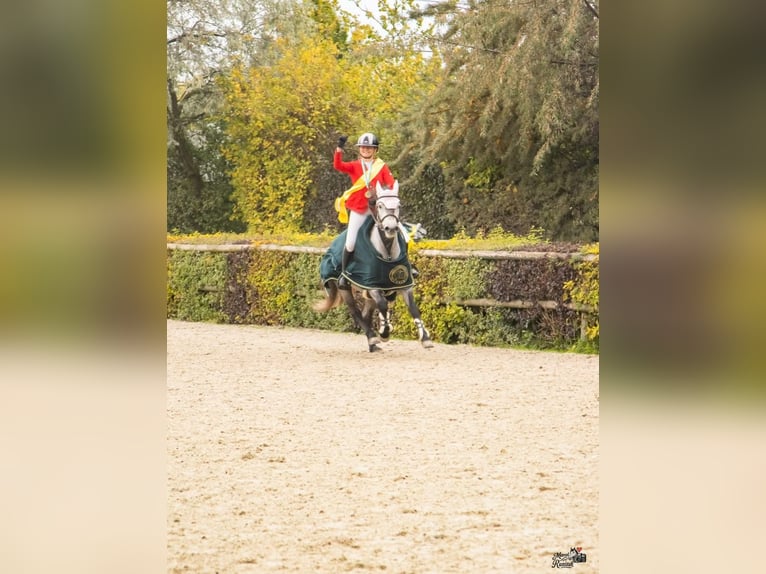 Connemara Gelding 6 years 14.1 hh Grey in Šumperk