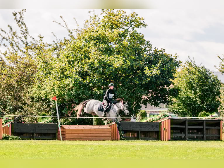 Connemara Gelding 6 years 14.1 hh Grey in Šumperk