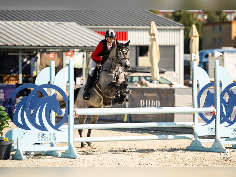 Connemara Gelding 6 years 14.1 hh Grey in Šumperk