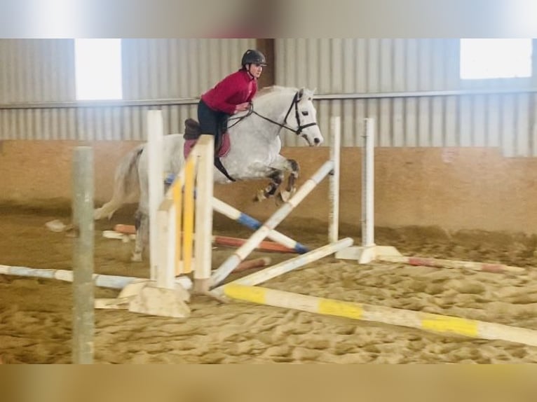 Connemara Gelding 6 years 14,1 hh White in Sligo