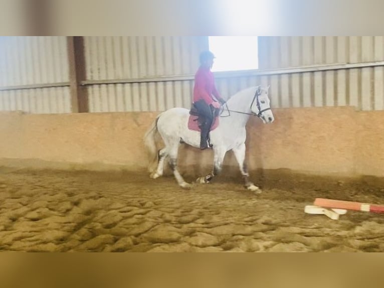 Connemara Gelding 6 years 14,1 hh White in Sligo