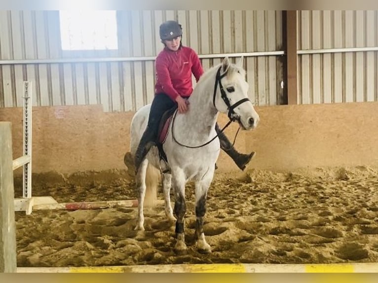 Connemara Gelding 6 years 14,1 hh White in Sligo