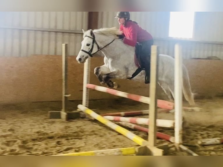 Connemara Gelding 6 years 14,1 hh White in Sligo