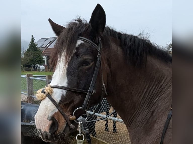 Connemara Gelding 6 years 14,2 hh Bay-Dark in Kradolf