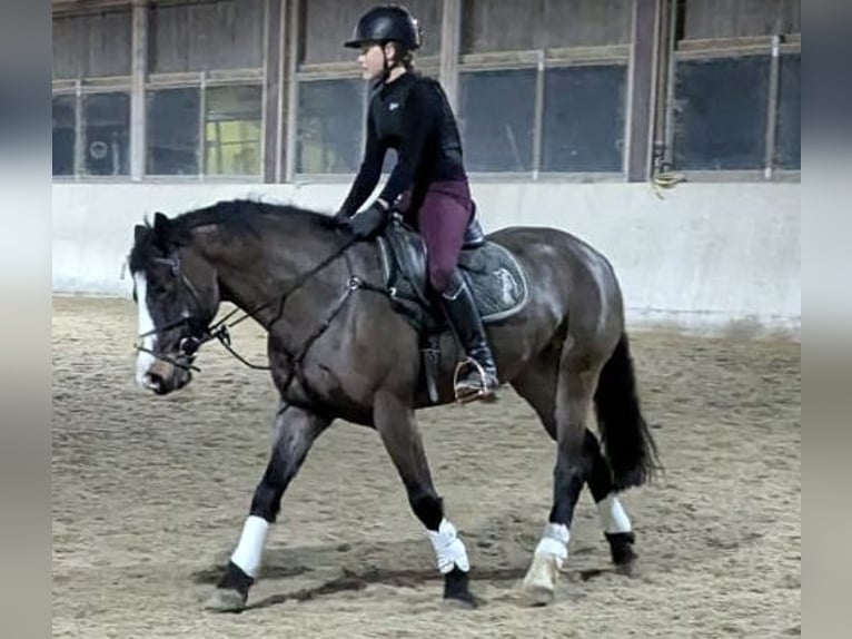 Connemara Gelding 6 years 14,2 hh Bay-Dark in Kradolf