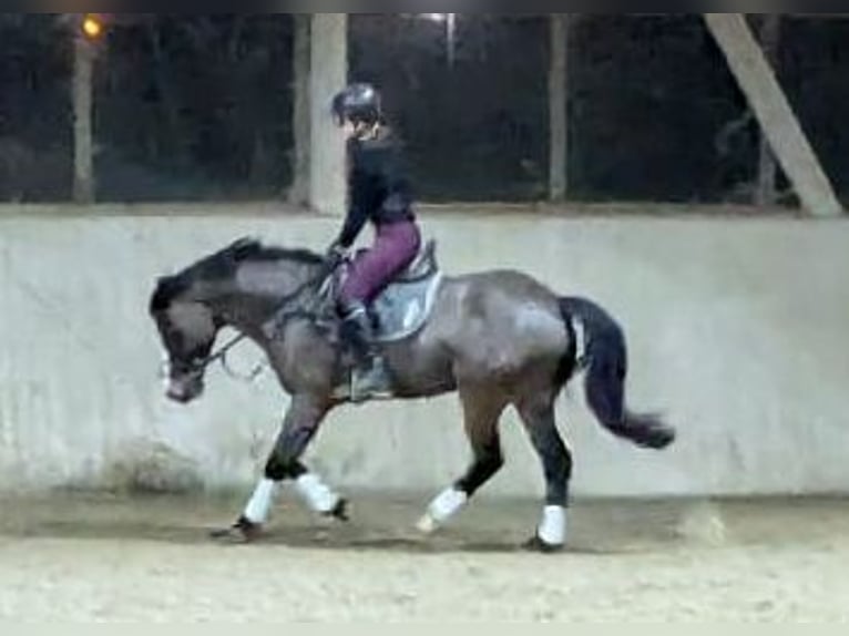 Connemara Gelding 6 years 14,2 hh Bay-Dark in Kradolf