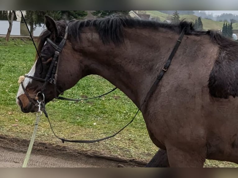 Connemara Gelding 6 years 14,2 hh Bay-Dark in Kradolf