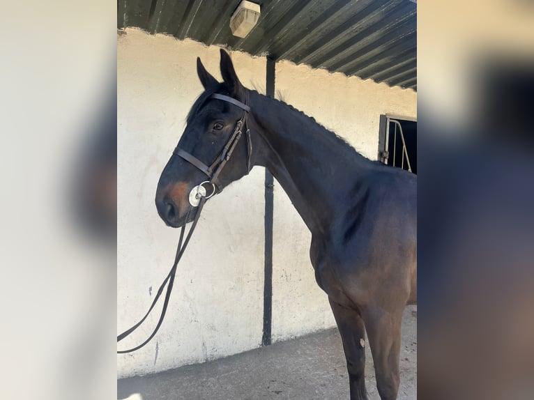 Connemara Mix Gelding 6 years 14.2 hh Bay in Roscommon