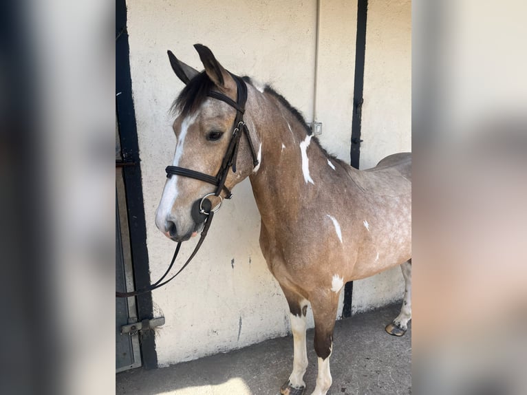 Connemara Mix Gelding 6 years 14.2 hh Bay in Roscommon