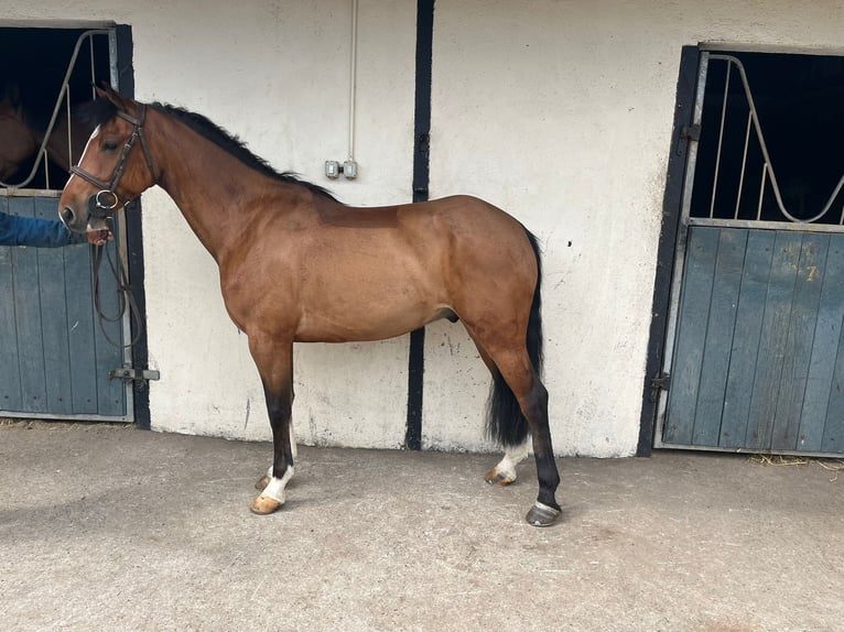 Connemara Mix Gelding 6 years 14.2 hh Bay in Roscommon