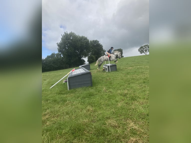 Connemara Mix Gelding 6 years 14,2 hh Gray in Monaghan