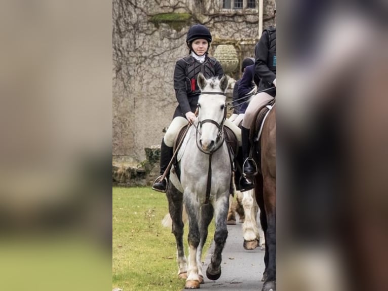 Connemara Mix Gelding 6 years 14,2 hh Gray in Monaghan