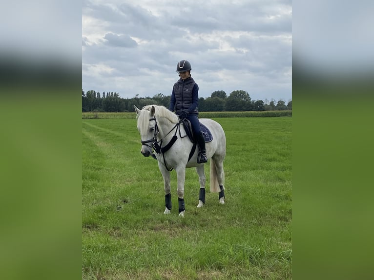 Connemara Gelding 6 years 14,2 hh Gray in Delbrück