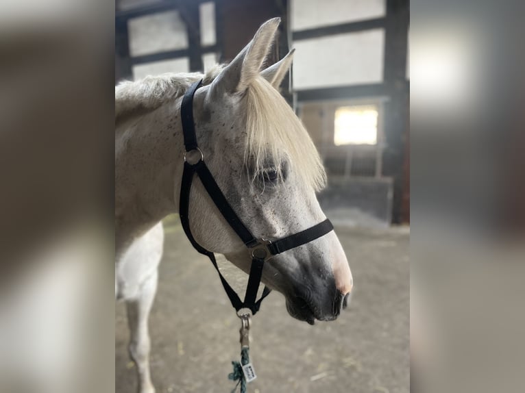 Connemara Gelding 6 years 14,2 hh Gray in Delbrück