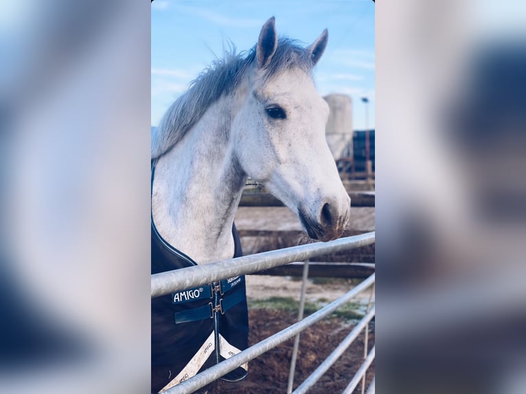 Connemara Gelding 6 years 14,2 hh Gray in Oudkarspel