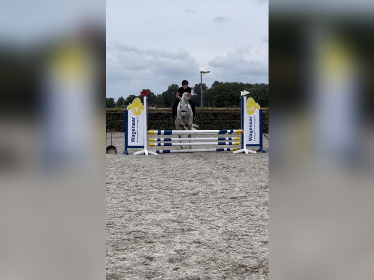 Connemara Gelding 6 years 14,2 hh Gray in Oudkarspel