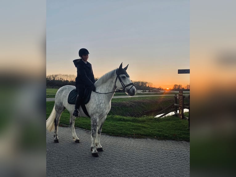 Connemara Gelding 6 years 14,2 hh Gray in Oudkarspel