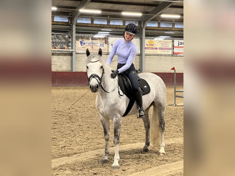 Connemara Gelding 6 years 14,2 hh Gray in Oudkarspel