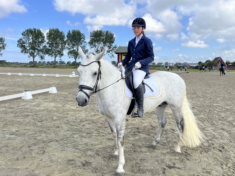 Connemara Gelding 6 years 14,2 hh Gray in Oudkarspel