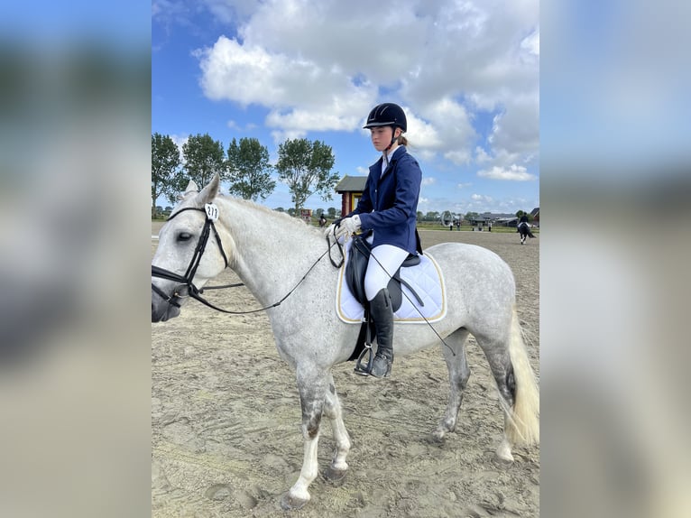 Connemara Gelding 6 years 14,2 hh Gray in Oudkarspel