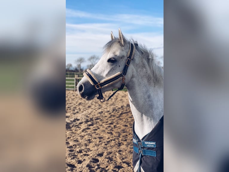 Connemara Gelding 6 years 14,2 hh Gray in Oudkarspel