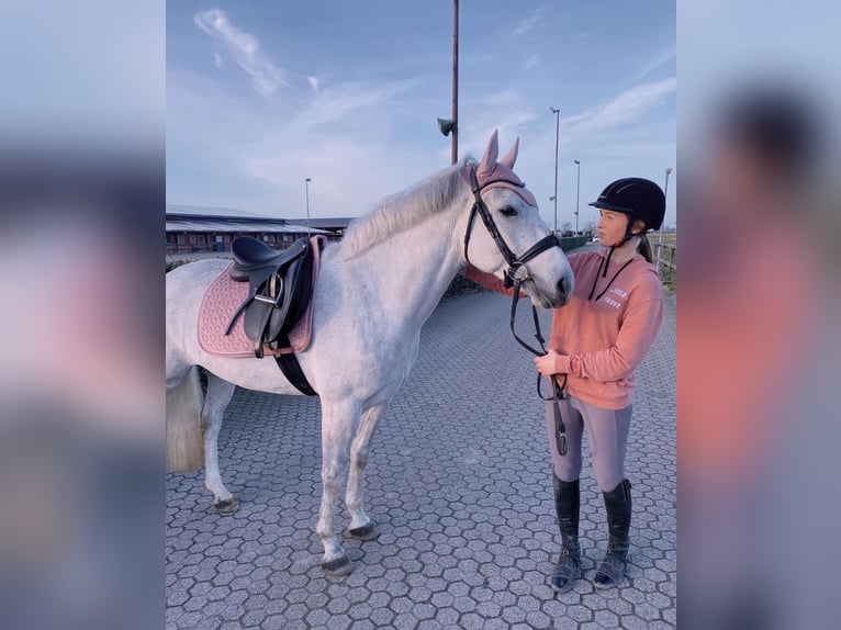 Connemara Gelding 6 years 14,2 hh Gray in Oudkarspel