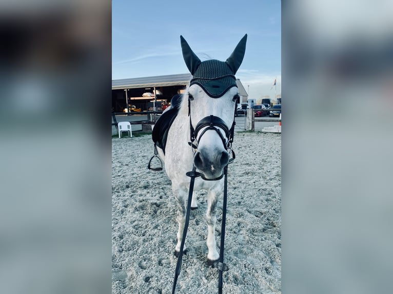 Connemara Gelding 6 years 14,2 hh Gray in Oudkarspel