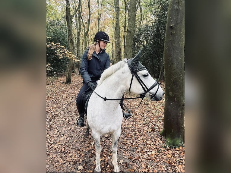 Connemara Gelding 6 years 14,2 hh Gray in Oudkarspel