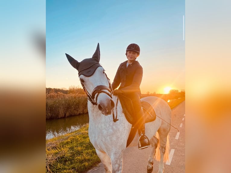 Connemara Gelding 6 years 14,2 hh Gray in Oudkarspel