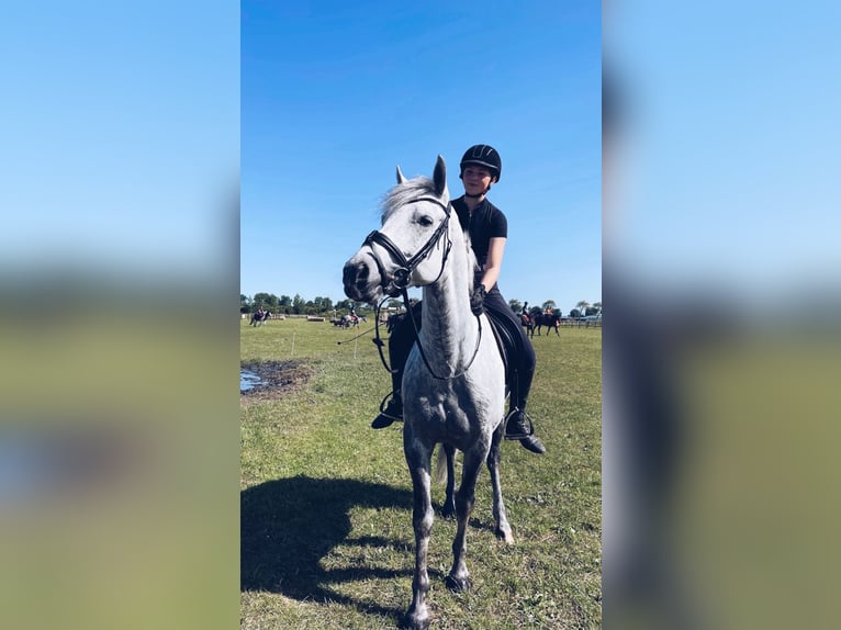 Connemara Gelding 6 years 14,2 hh Gray in Oudkarspel